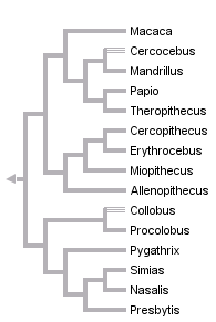 taxon links