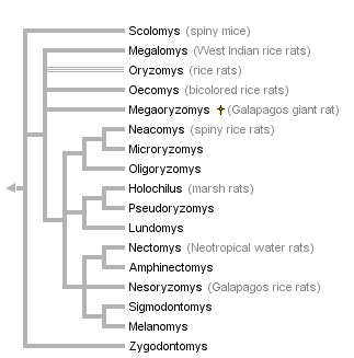 taxon links