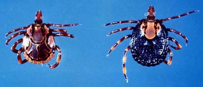 Amblyomma hebraeum male and female