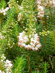 Cornish heath, Erica vagans