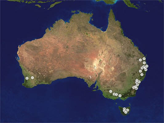 Distribution map of Megalyra rufipes