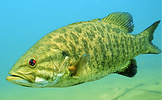 Smallmouth Bass