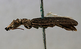 Tetraphalerus wagneri