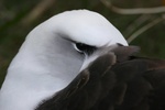 laysan albatross