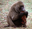 Adult male olive baboon (Papio anubis) eating meat