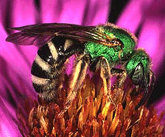 Halictid bee on a flower