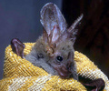 Big-eared bat