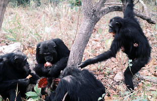 Chimpanzees (Pan troglodytes) eating meat