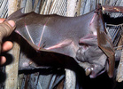 Epauletted fruit bat