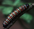 Mopane worm, Gonimbrasia belina, Tanzania