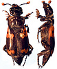 dorsal and lateral view of Nicrophorus heurni male