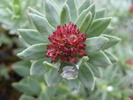 king's crown alpine plant