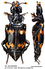 dorsal and lateral view of Nicrophorus podagricus male