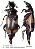 dorsal and lateral view of Nicrophorus przewalskii male