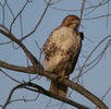 hawk in tree