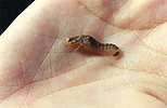tiny snapping shrimp in human hand