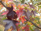 sweetgum tree