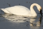 Trumpeter swan