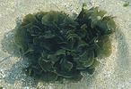 zoned fan algae in sand in the intertidal zone